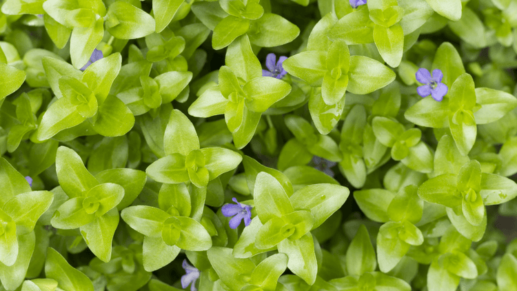 What Is Bacopa Monnieri 